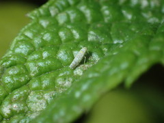 Eupteryx decemnotata