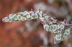 Maireana trichoptera