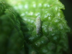 Eupteryx decemnotata