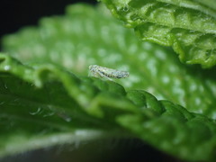 Eupteryx decemnotata