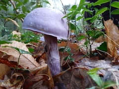Cortinarius contulmensis