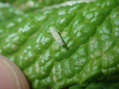 Eupteryx decemnotata