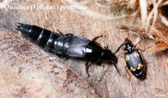 Quedius pectinatus