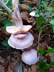 Cortinarius contulmensis