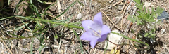 Campanula petiolata