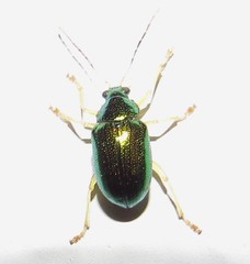 Colaspis laeta