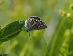 Polyommatus icarus