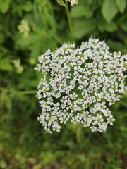 Chaerophyllum aromaticum