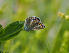 Polyommatus icarus