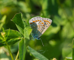 Polyommatus icarus