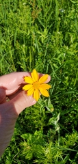 Coreopsis pubescens
