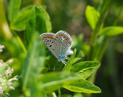Polyommatus icarus