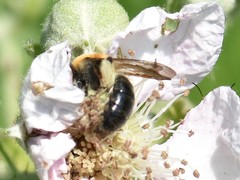 Andrena nitida