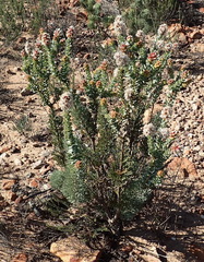 Paranomus roodebergensis