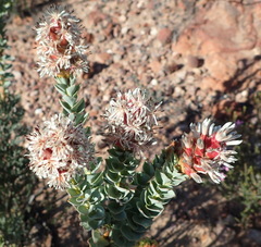 Paranomus roodebergensis