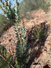 Paranomus roodebergensis