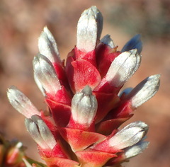 Paranomus roodebergensis