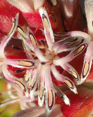 Paranomus roodebergensis