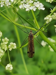 Tipula confusa