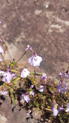 Utricularia grampiana