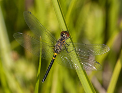 Celithemis verna