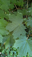 Acer platanoides