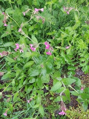 Silene dioica