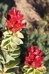 Paranomus roodebergensis