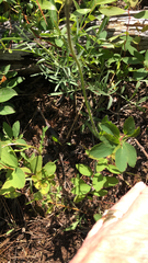 Pilosella aurantiaca