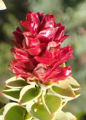 Paranomus roodebergensis