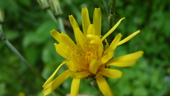 Crepis paludosa