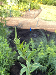 Veronicastrum virginicum