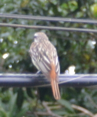 Myiodynastes luteiventris