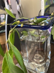 Diospyros virginiana