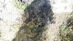 Senecio angustifolius