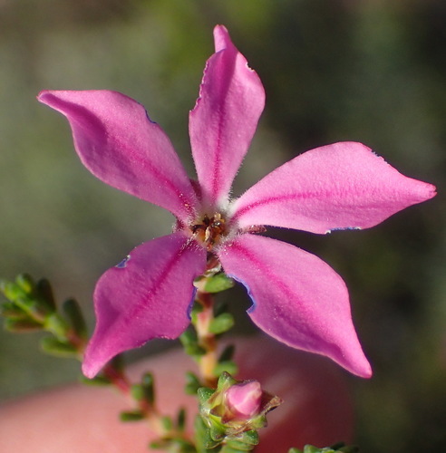 Image of Acmadenia sheilae by (c) Nicola van Berkel, some rights reserved (CC BY-SA)