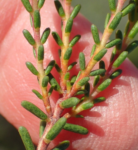 Image of Acmadenia sheilae by (c) Nicola van Berkel, some rights reserved (CC BY-SA)