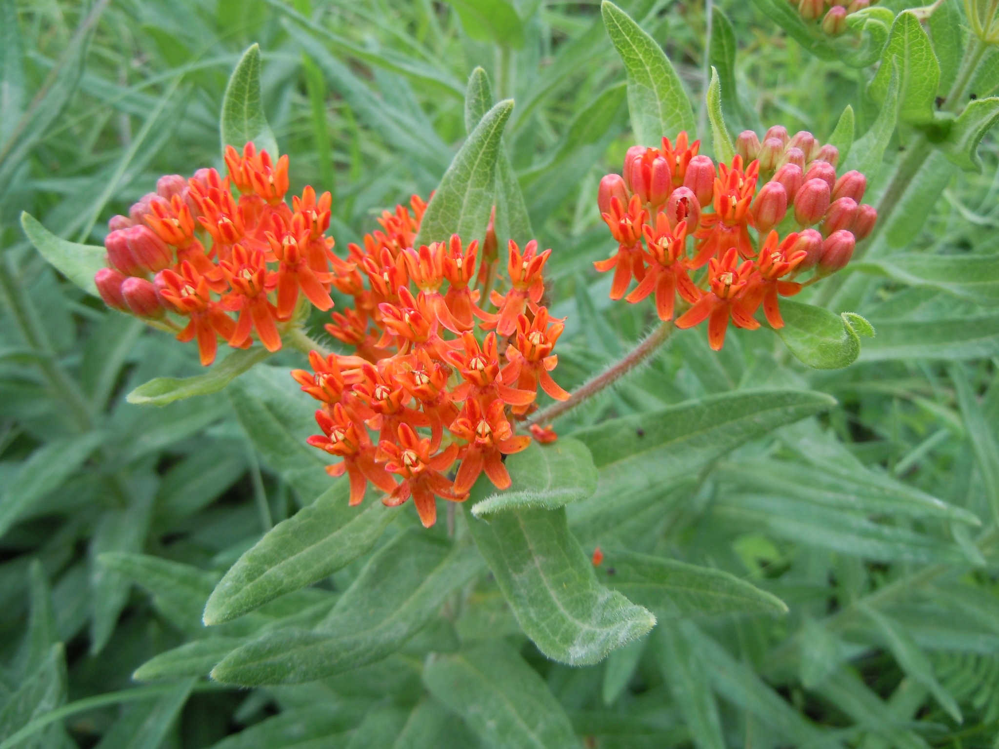 Asclepias tuberosa ssp. interior