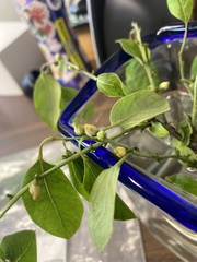 Diospyros virginiana