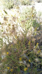 Senecio angustifolius