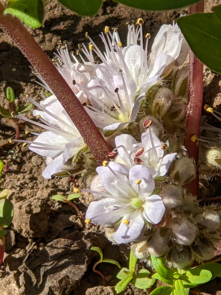 alpine waterleaf