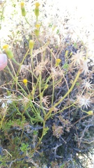 Senecio angustifolius