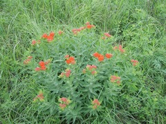 Asclepias tuberosa interior