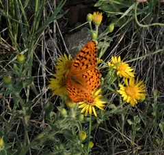 Speyeria coronis halcyone
