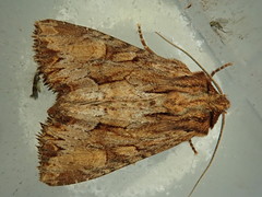 Apamea antennata