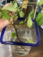 Diospyros virginiana