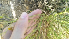 Senecio angustifolius
