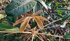 Didymopanax