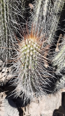 Weberbauerocereus weberbaueri