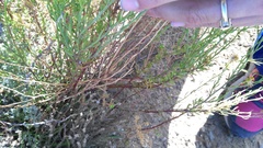 Senecio angustifolius
